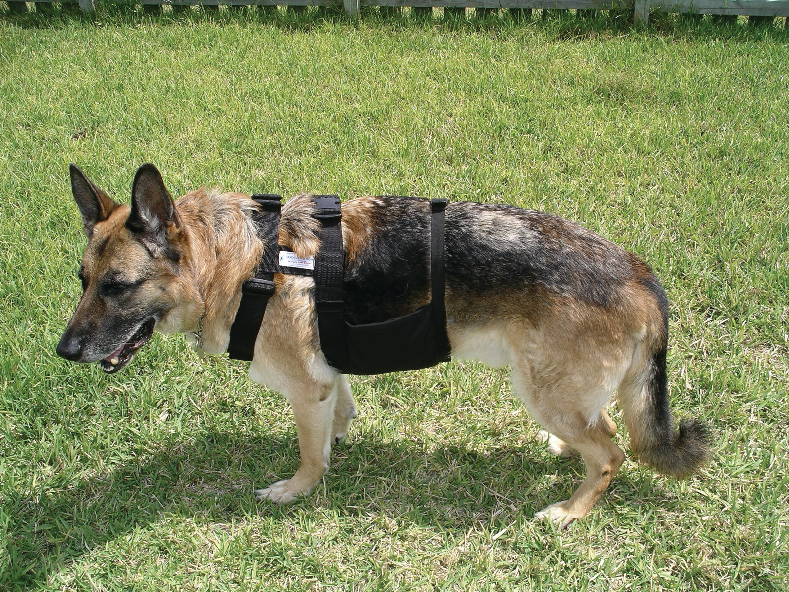 glacier tek dog cooling vest