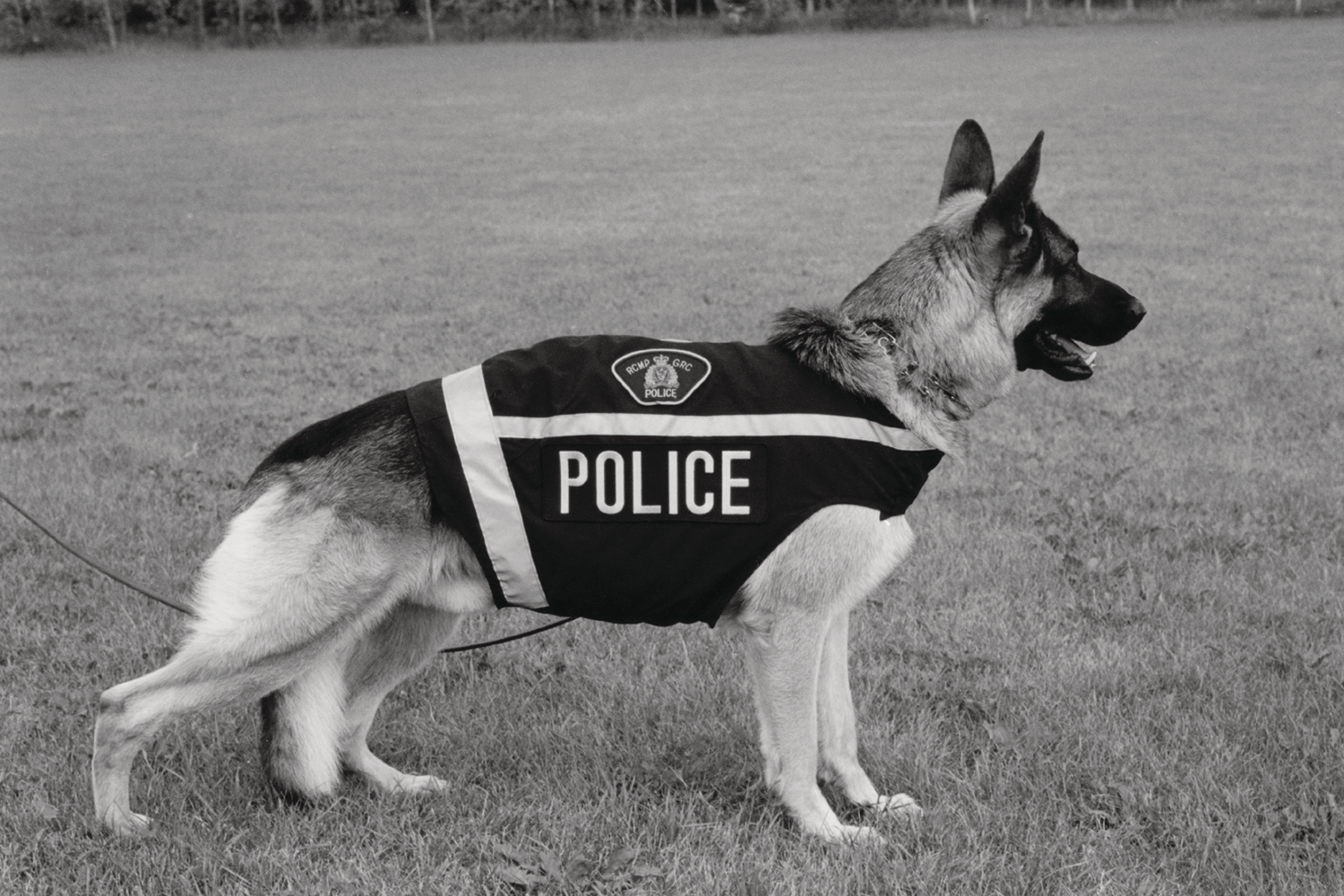Professionalcanineuniforms 10044162