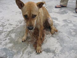 Supertalonanimalcatcher 10050664 Supertalonanimalcatcher 10050664