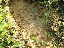 With a good print, not only are the characteristics of the sole pattern easy to discern, even the brand name of the boots can sometimes be read. A print used in a criminal investigation, like any other form of evidence, should be properly recorded and interpreted. With a good print, not only are the characteristics of the sole pattern easy to discern, even the brand name of the boots can sometimes be read. A print used in a criminal investigation, like any other form of evidence, should be properly recorded and interpreted.