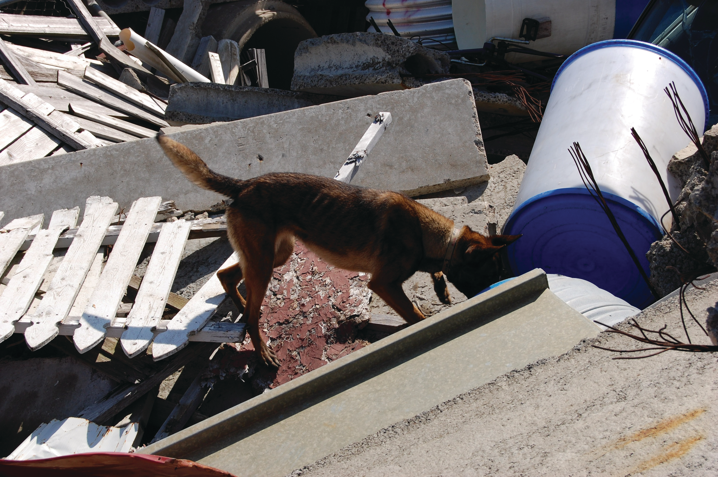 Canineservices 10051214