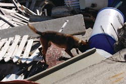 Canineservices 10051214 Canineservices 10051214