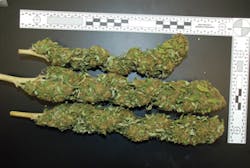 Turningoveranewleaf 10233372 Turningoveranewleaf 10233372