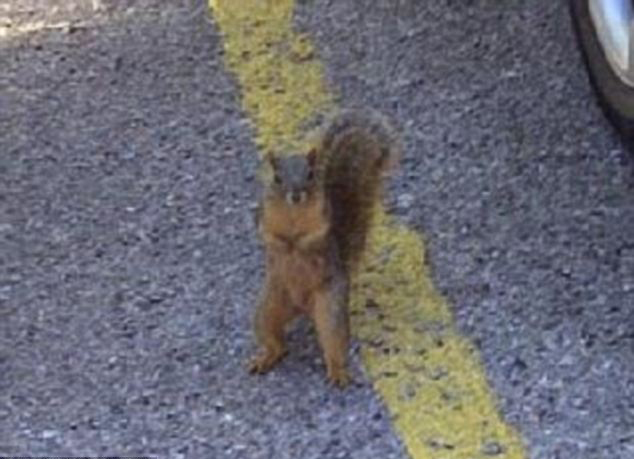 Squirrelfugitive 10257174