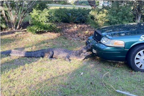 An alligator takes a bite out of Alachua County Deputy Victor Borrero's cruiser on April 30.