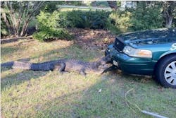 An alligator takes a bite out of Alachua County Deputy Victor Borrero's cruiser on April 30. An alligator takes a bite out of Alachua County Deputy Victor Borrero's cruiser on April 30.