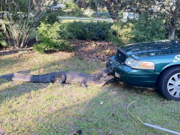 An alligator takes a bite out of Alachua County Deputy Victor Borrero's cruiser on Saturday.