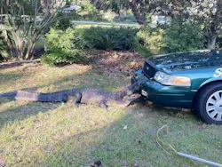 An alligator takes a bite out of Alachua County Deputy Victor Borrero's cruiser on Saturday. An alligator takes a bite out of Alachua County Deputy Victor Borrero's cruiser on Saturday.