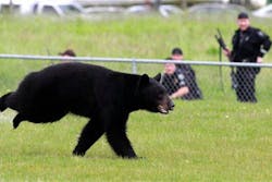 A adult black bear runs through Tualatin Elementary School yard Wednesday. A adult black bear runs through Tualatin Elementary School yard Wednesday.