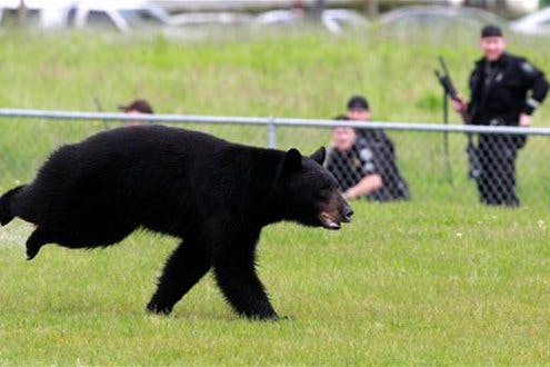 A adult black bear runs through Tualatin Elementary School yard Wednesday.