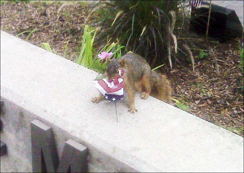 Toledo Lt. James Brown caught the squirrel with a piece of a flag as he was walking into the office.