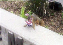 Toledo Lt. James Brown caught the squirrel with a piece of a flag as he was walking into the office. Toledo Lt. James Brown caught the squirrel with a piece of a flag as he was walking into the office.