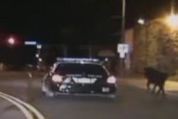 Police said it was just before midnight Saturday when the 911 calls started coming in -- there was a bull with huge horns on the loose, running through downtown. Police said it was just before midnight Saturday when the 911 calls started coming in -- there was a bull with huge horns on the loose, running through downtown.