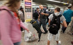 911dogs 10347218 911dogs 10347218