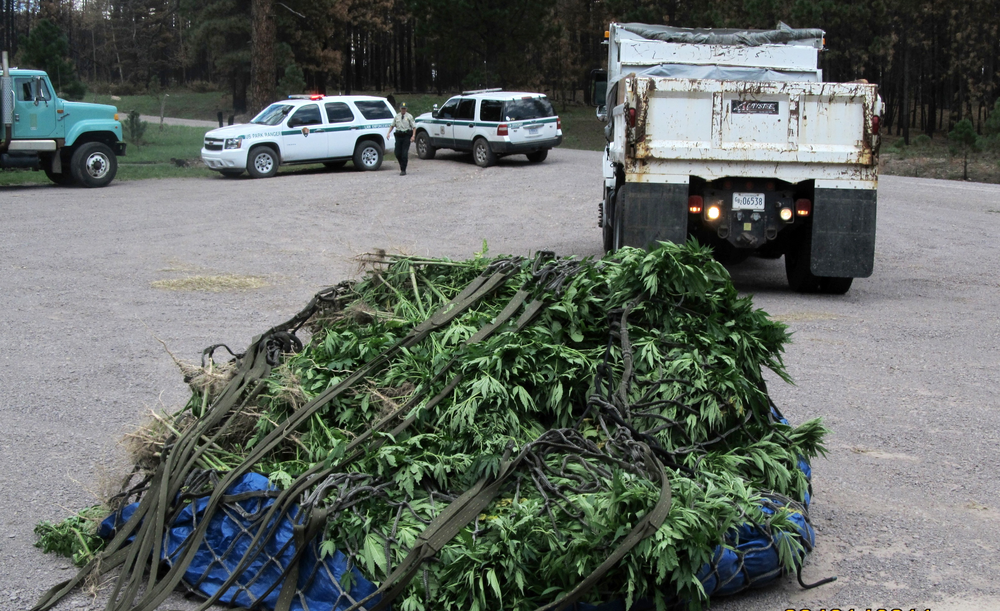 Marijuana seized after an early morning raid of a remote area of the Bandelier National Monument, N.M is seen.