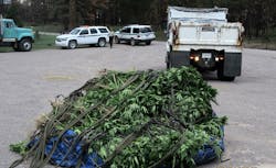 Marijuana seized after an early morning raid of a remote area of the Bandelier National Monument, N.M is seen. Marijuana seized after an early morning raid of a remote area of the Bandelier National Monument, N.M is seen.