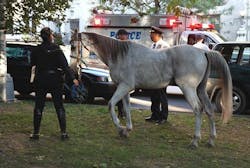 Nypdhorse 10362773 Nypdhorse 10362773