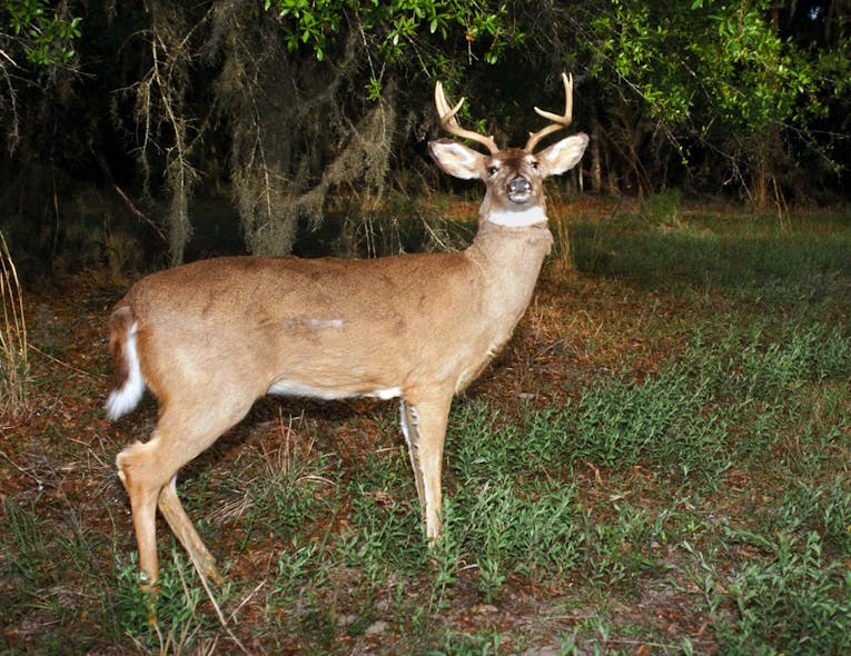Robodeer