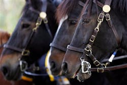 Phillyhorsestables2 10445703 Phillyhorsestables2 10445703