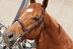 King, a U.S. Park Police service horse on patrol in Judiciary Square (Washington, D.C.) in May 2011. King, a U.S. Park Police service horse on patrol in Judiciary Square (Washington, D.C.) in May 2011.