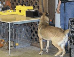 Detectordogs2 10629134