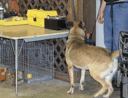 Detectordogs2 10629134 Detectordogs2 10629134