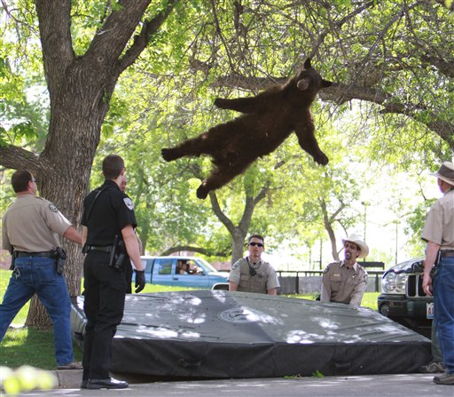 This Thursday, April 26, 2012 photo shows a bear falling from a tree after being tranquilized by Colorado wildlife officials.