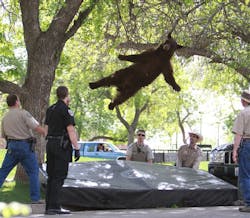 This Thursday, April 26, 2012 photo shows a bear falling from a tree after being tranquilized by Colorado wildlife officials. This Thursday, April 26, 2012 photo shows a bear falling from a tree after being tranquilized by Colorado wildlife officials.