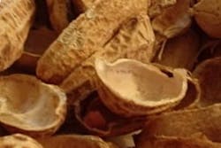 Shells 10754984 Shells 10754984