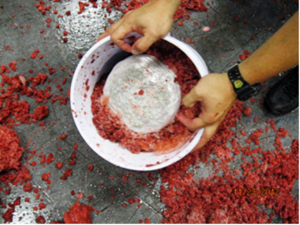A CBP officer reveals a bundle of marijuana hidden within a container of frozen strawberries.