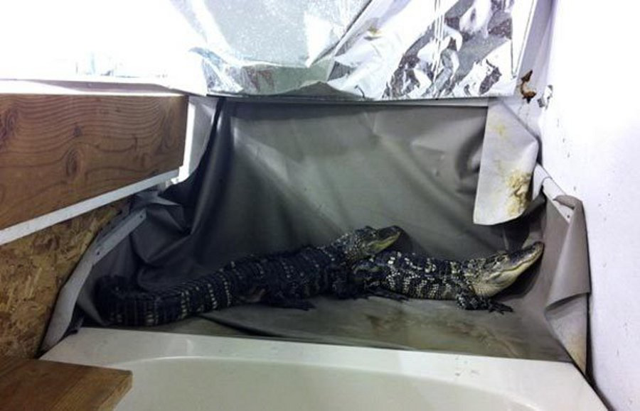 Two alligators greeted Thurston County detectives responding to a reported shooting at a house near Olympia, Wash. on Nov. 26.