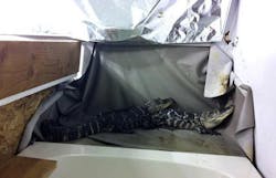 Two alligators greeted Thurston County detectives responding to a reported shooting at a house near Olympia, Wash. on Nov. 26. Two alligators greeted Thurston County detectives responding to a reported shooting at a house near Olympia, Wash. on Nov. 26.