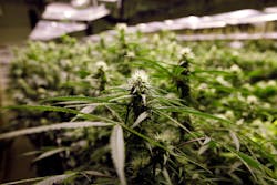 Measures legalizing recreational marijuana use in Colorado and Washington have raised a multitude of questions for state law enforcement officials due to their conflict with federal law. Measures legalizing recreational marijuana use in Colorado and Washington have raised a multitude of questions for state law enforcement officials due to their conflict with federal law.