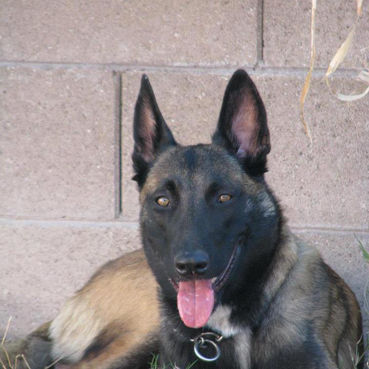 Tucson Police K-9 Ivan