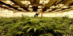In a former bus barn near Denver, marijuana plants live their lives on camera, part of an intense seed-to-sale scrutiny that distinguishes Colorado's medical-marijuana industry. In a former bus barn near Denver, marijuana plants live their lives on camera, part of an intense seed-to-sale scrutiny that distinguishes Colorado's medical-marijuana industry.