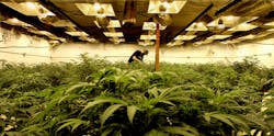 In a former bus barn near Denver, marijuana plants live their lives on camera, part of an intense seed-to-sale scrutiny that distinguishes Colorado&apos;s medical-marijuana industry.