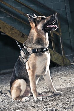 K9 Cmc 8342 4811 10850345 K9 Cmc 8342 4811 10850345