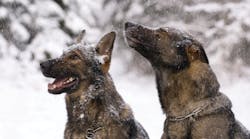 Winter weather presents unique concerns to properly care for your canine.