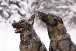 Winter weather presents unique concerns to properly care for your canine. Winter weather presents unique concerns to properly care for your canine.