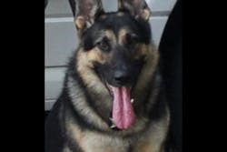 Sheriff's K-9 Koda Sheriff's K-9 Koda