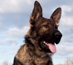 FBI Tactical K-9 Ape FBI Tactical K-9 Ape