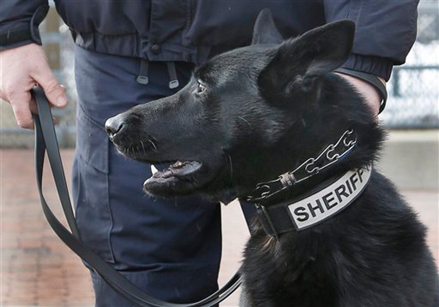 Ivan, a 3-year-old German Shepard police dog, sits under the control of his handler, Police Lt. John Pickles, in Middleton, Mass. on March 4.