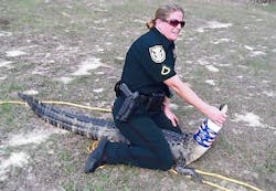 Lake County Sheriff's Deputy Jessica McGregor wrestled the gator in front of the Clermont Middle School campus on March 21. Lake County Sheriff's Deputy Jessica McGregor wrestled the gator in front of the Clermont Middle School campus on March 21.