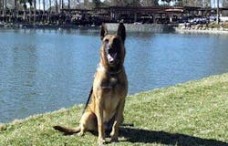 Police K-9 Jaris Police K-9 Jaris