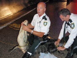 Officials say Pinellas County Deputy Jeff Crandall roped the gator&apos;s neck and taped its snout on April 30 in Oldsmar, Fla.