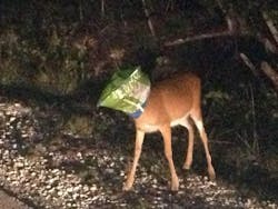 A deer is seen with its head stuck in a snack food bag Saturday on June 8 in Big Pine Key, Fla.
