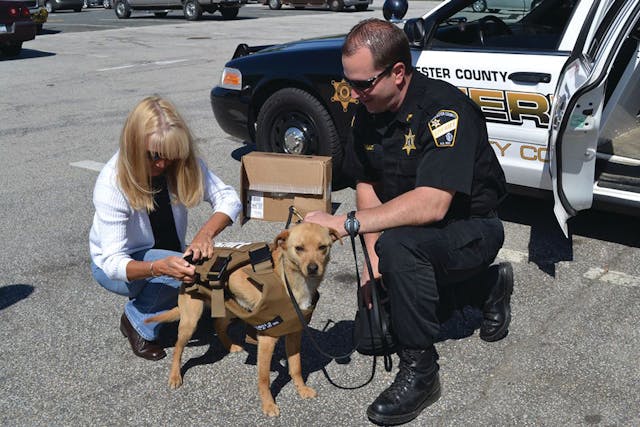 Kathy Doherty of Regency Police &amp; Fire Supply, left, and Worcester County Sheriff&apos;s Sgt. Tom Chabot check out the fit for K-9 Nikita&apos;s vest in West Boylston, Mass.