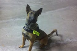 K-9 Kali K-9 Kali