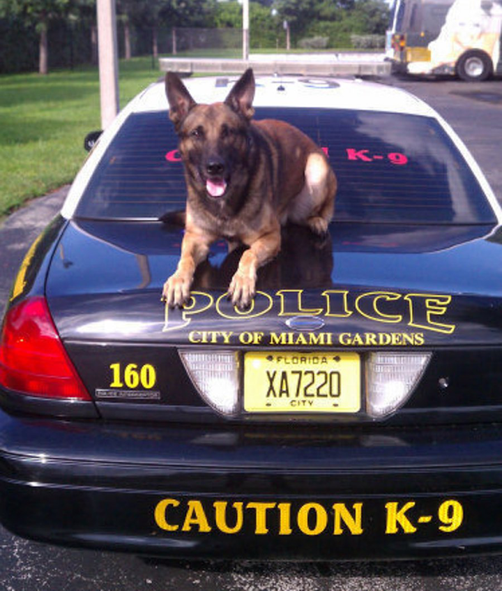 Miami Gardens Fla Police K 9 Dies Following On Duty Injury Officer