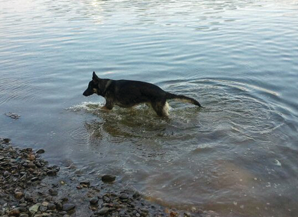 Author's canine, Gibbs, cooling off in the river after some 'play' (exercise) time.